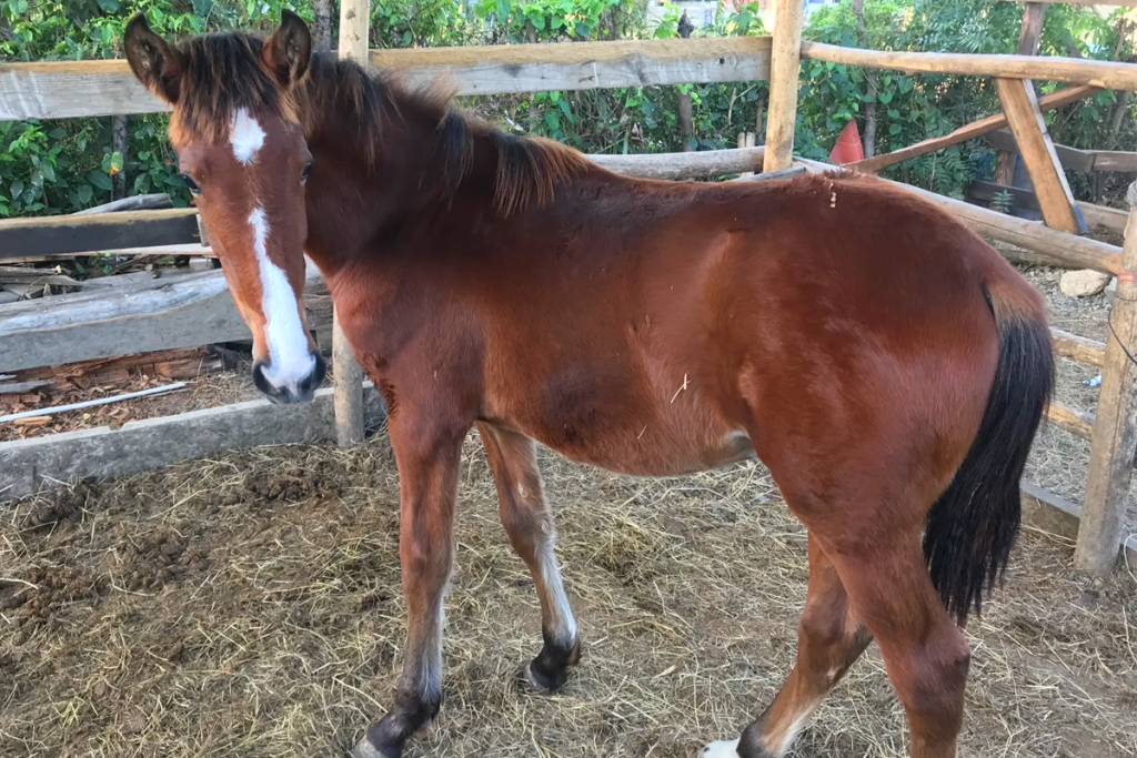 Beautiful horse at Rancho DM Horse Club - Gucci