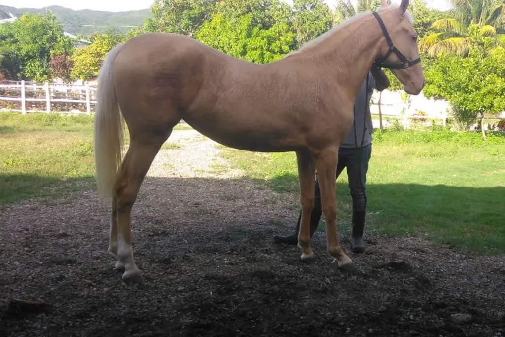 Beautiful horse at Rancho DM Horse Club - Pandora