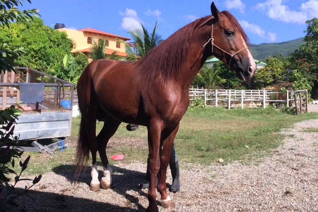 Beautiful horse at Rancho DM Horse Club - Arturo