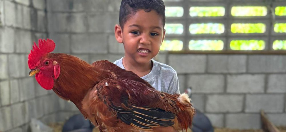 Small child at the petting zoo with a rooster