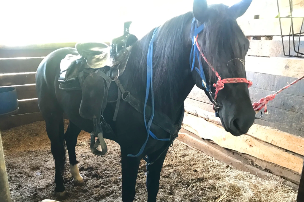 Beautiful horse at Rancho DM Horse Club - Zorro